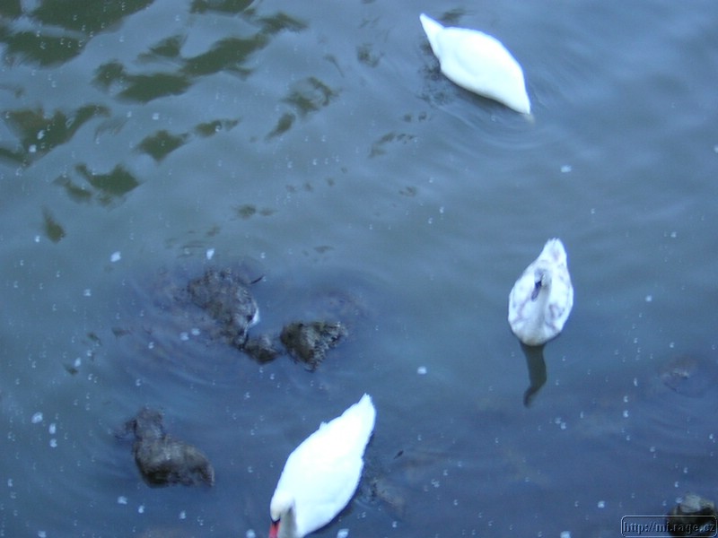 DSCN6461.JPG